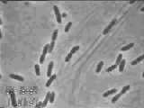 Acetobacter xylinum