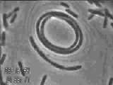Acetobacter xylinum