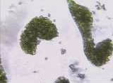 Boergesenia forbesii