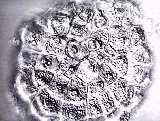 Coleochaete scutata