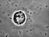 Golgi function-Prymnesium