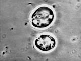 Golgi function