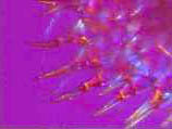 Tradescantia