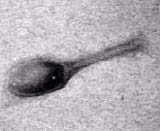 T4 bacteriophage